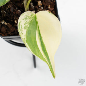 Philodendron Hederaceum Albo Variegated "Heartleaf" (wk19-B)