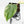 Philodendron Hederaceum Albo Variegated 