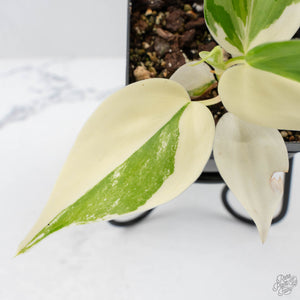 Philodendron Hederaceum Albo Variegated "Heartleaf" (wk26-A)