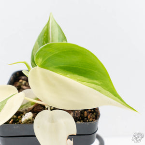 Philodendron Hederaceum Albo Variegated "Heartleaf" (wk26-A)