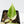 Philodendron Hederaceum Albo Variegated 