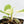 Philodendron Hederaceum Albo Variegated 