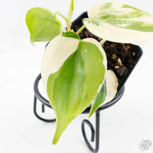 Philodendron Hederaceum Albo Variegated "Heartleaf" (wk28-E)