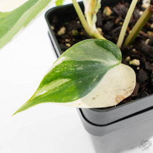 Philodendron Hederaceum Albo Variegated "Heartleaf" (wk28-E)
