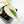 Philodendron Hederaceum Albo Variegated 
