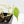 Philodendron Hederaceum Albo Variegated 