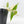 Philodendron Hederaceum Albo Variegated 