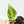 Philodendron Hederaceum Albo Variegated 