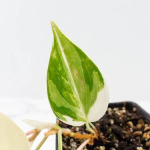 Philodendron Hederaceum Albo Variegated "Heartleaf" (wk34-L46)