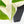 Philodendron Hederaceum Albo Variegated 