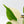 Philodendron Hederaceum Albo Variegated 