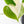 Philodendron Hederaceum Albo Variegated 