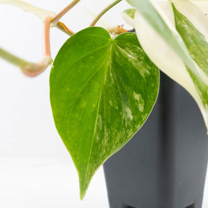 Philodendron Hederaceum Albo Variegated "Heartleaf" (wk34-L46)