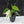 Philodendron Hederaceum Albo Variegated 