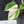 Philodendron Hederaceum Albo Variegated 