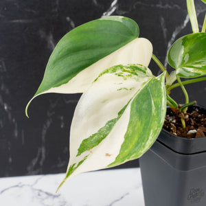 Philodendron Hederaceum Albo Variegated "Heartleaf" (wk38-L151)