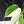 Philodendron Hederaceum Albo Variegated 