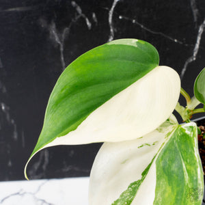 Philodendron Hederaceum Albo Variegated "Heartleaf" (wk38-L151)