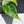 Philodendron Hederaceum Albo Variegated 