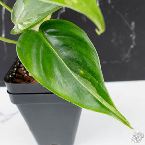 Philodendron Hederaceum Albo Variegated "Heartleaf" (wk38-L151)
