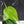 Philodendron Hederaceum Albo Variegated 