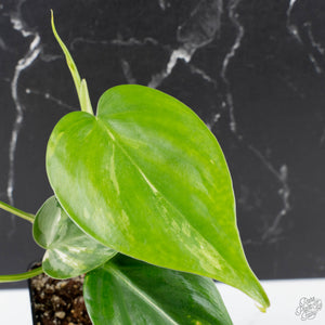 Philodendron Hederaceum Albo Variegated "Heartleaf" (wk38-L151)