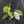 Philodendron Hederaceum Albo Variegated 
