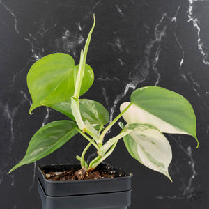 Philodendron Hederaceum Albo Variegated "Heartleaf" (wk38-L151)