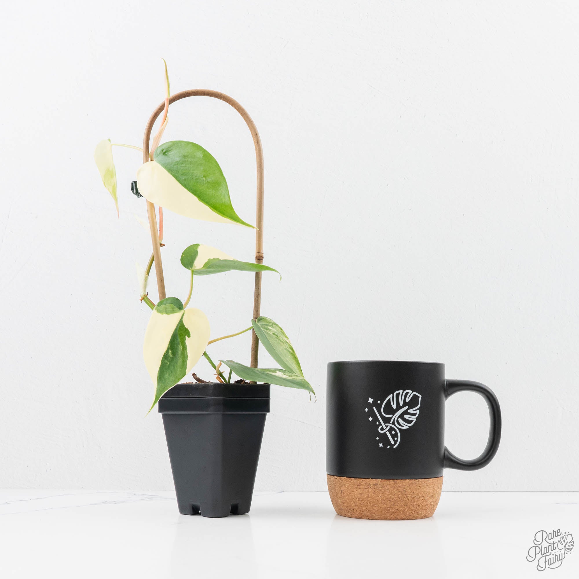 albo heartleaf philodendron Philodendron Hederaceum Albo Variegated "Heartleaf" (wk23-B) – Rare Plant Fairy