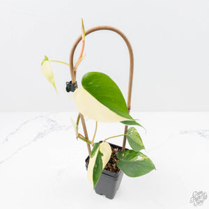 Philodendron Hederaceum Albo Variegated "Heartleaf" (wk23-B)