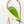 Philodendron Hederaceum Albo Variegated 