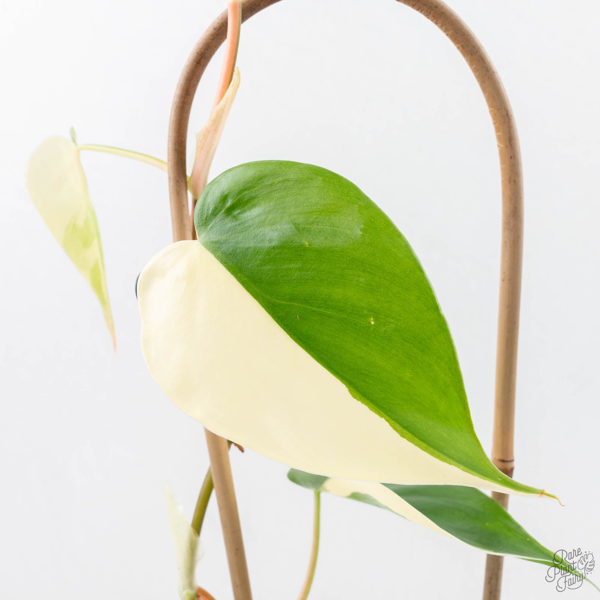 philodendron herbaceum Philodendron Hederaceum Albo Variegated "Heartleaf" (wk23-B) – Rare Plant Fairy