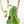 Philodendron Hederaceum Albo Variegated 