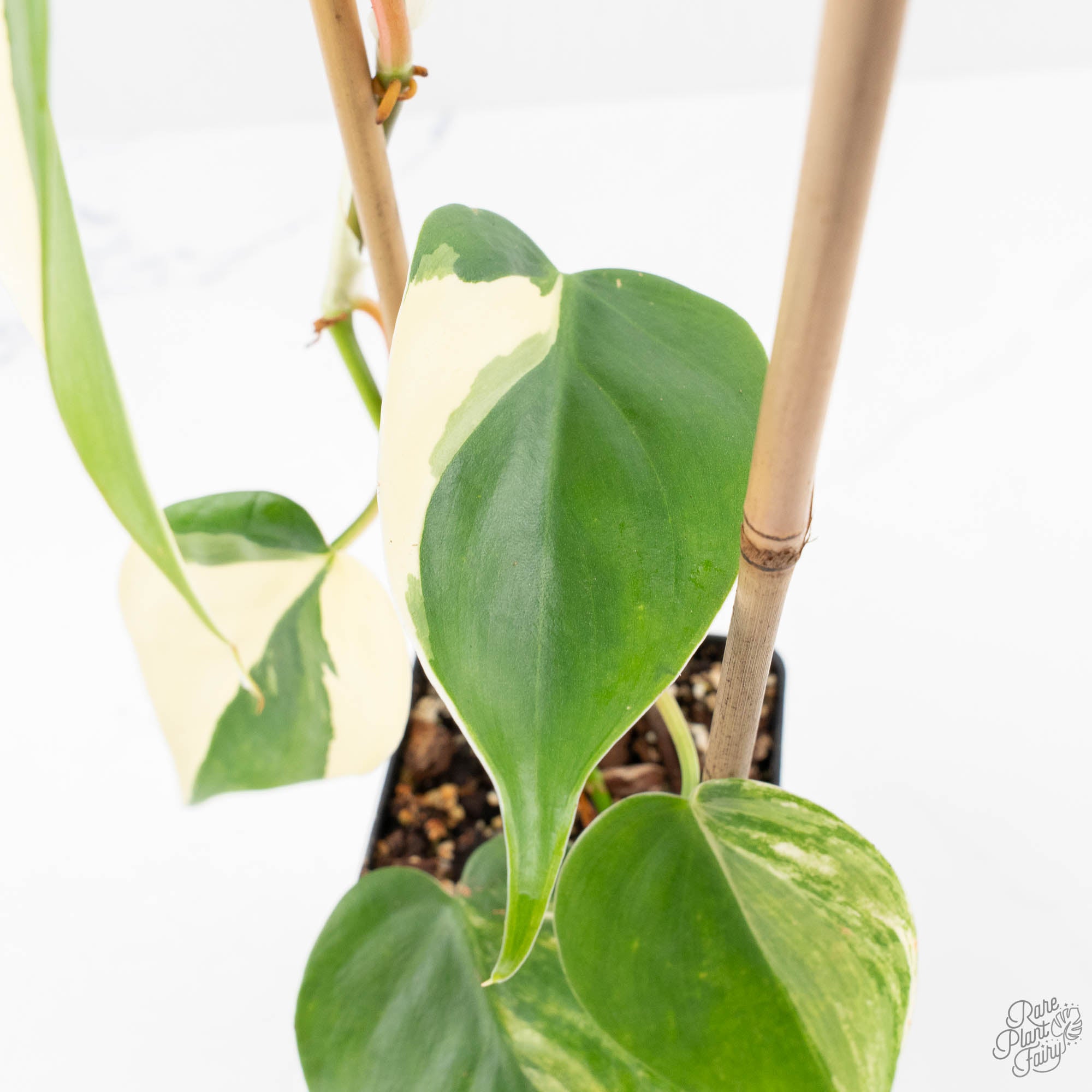 philodendron hederaceum albo Philodendron Hederaceum Albo Variegated "Heartleaf" (wk23-B) – Rare Plant Fairy