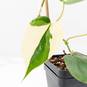 Philodendron Hederaceum Albo Variegated "Heartleaf" (wk23-B)