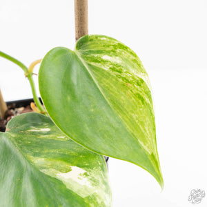 Philodendron Hederaceum Albo Variegated "Heartleaf" (wk23-B)