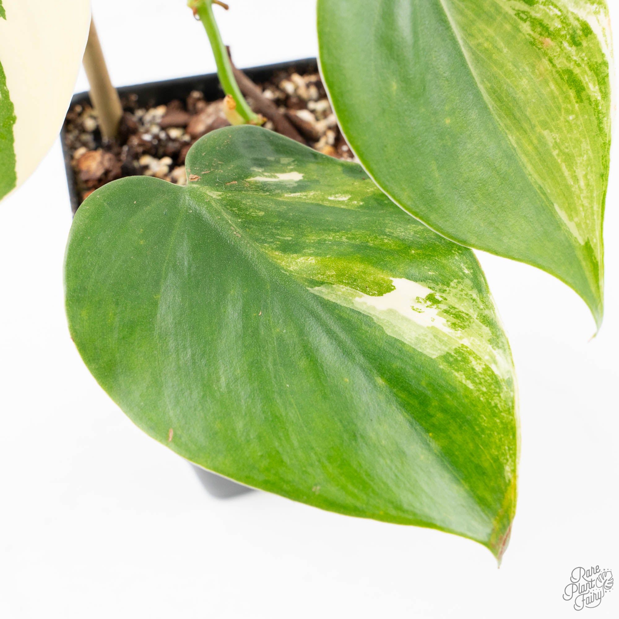 philodendron hederaceum heartleaf Philodendron Hederaceum Albo Variegated "Heartleaf" (wk23-B) – Rare Plant Fairy