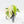 Philodendron Hederaceum Albo Variegated 