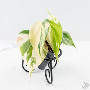 philodendron hederaceum albo Philodendron Hederaceum Albo Variegated "Heartleaf" (wk24-B) – Rare Plant Fairy