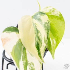 Philodendron Hederaceum Albo Variegated "Heartleaf" (wk24-B)