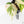 Philodendron Hederaceum Albo Variegated 