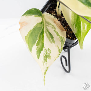 Philodendron Hederaceum Albo Variegated "Heartleaf" (wk24-B)