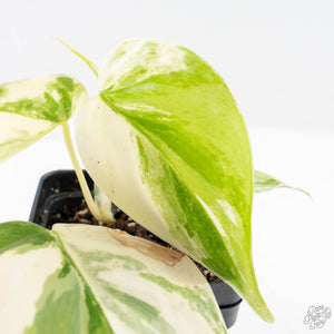 Philodendron Hederaceum Albo Variegated "Heartleaf" (wk24-B)