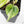 Philodendron Hederaceum Albo Variegated 