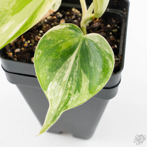 Philodendron Hederaceum Albo Variegated "Heartleaf" (wk24-B)