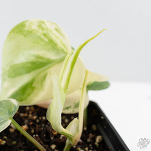 Philodendron Hederaceum Albo Variegated "Heartleaf" (wk24-B)