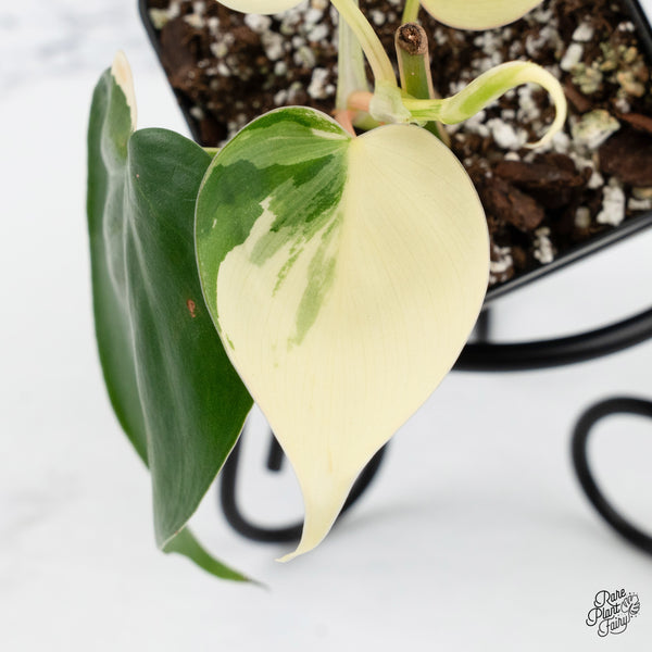 Philodendron Hederaceum Albo Variegated Heartleaf (wk3-A)