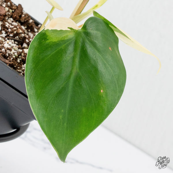 Philodendron Hederaceum Albo Variegated Heartleaf (wk3-A)