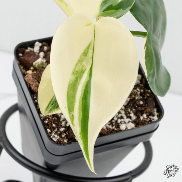 Philodendron Hederaceum Albo Variegated Heartleaf (wk3-A)