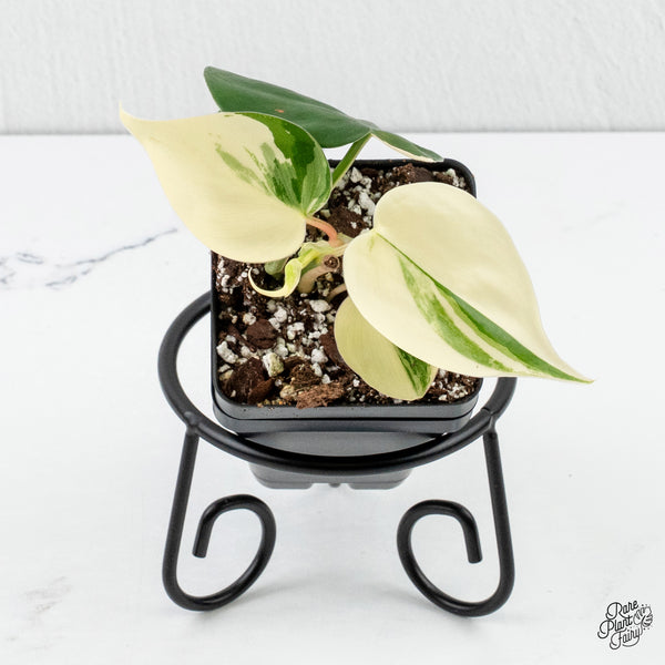 Philodendron Hederaceum Albo Variegated Heartleaf (wk3-A)